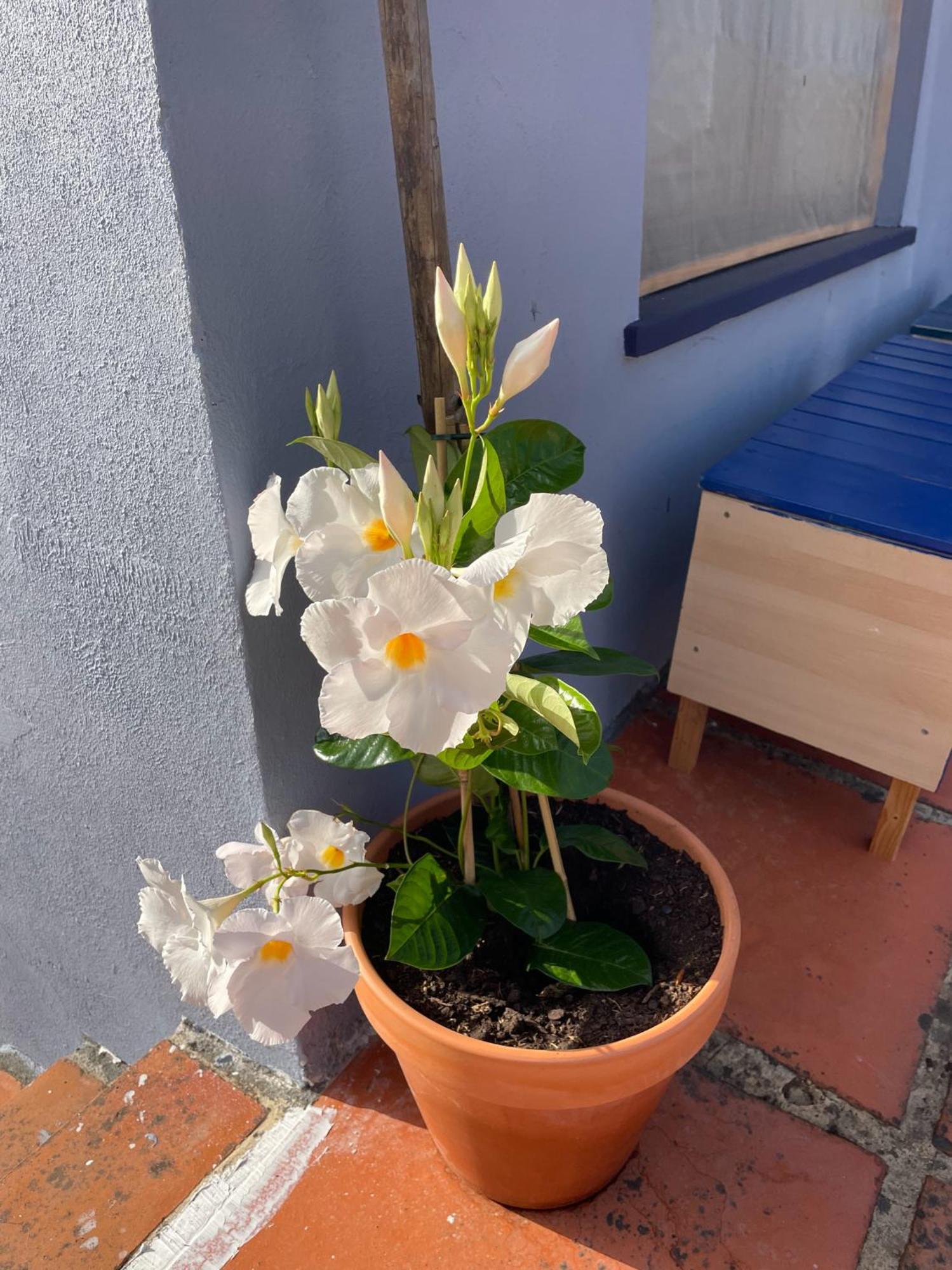 Quinta Do Eco Lejlighed Vila de Rei Eksteriør billede
